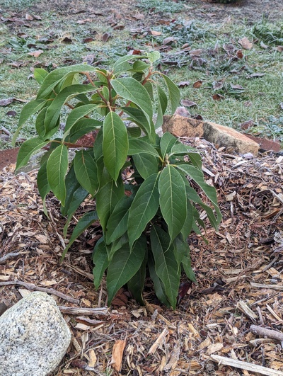 (November 29, 2023) Frost update -- No sign of any damage after two nights in a row near 28°F.