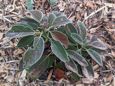 (November 29, 2023) Frost update -- After multiple nights of frost, including two to about 28°F, most of the leaves show moderate to significant damage, but the stems and dormant buds seem fine still.