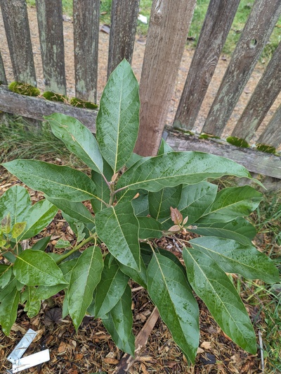 (November 29, 2023) Frost report -- Only very minimal damage to the most tender leaves after many nights at 30°F and two around 28°F.