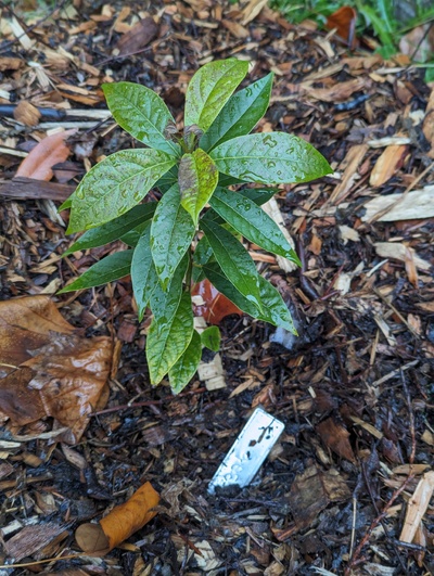 (December 3, 2023) Frost update -- Some leaf damage after two nights around 28°F, but nothing severe.