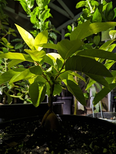 (December 6, 2023) Update -- This one has joined the summer grafts in the greenhouse to help them get a head start on next year's growth.