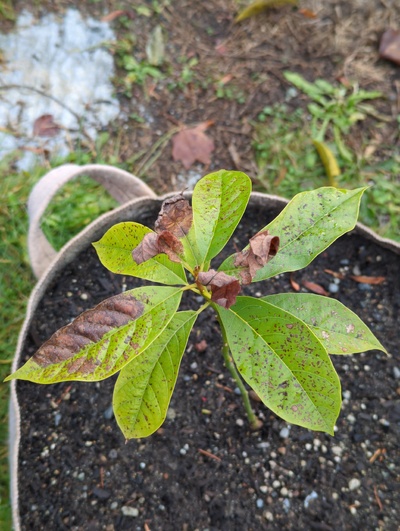 (December 8, 2023) Frost update -- Moderate leaf damage from 28°F.