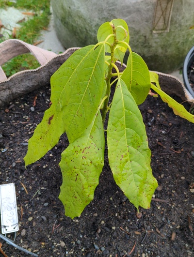 (December 8, 2023) Frost update -- Slight leaf damage from 28°F.