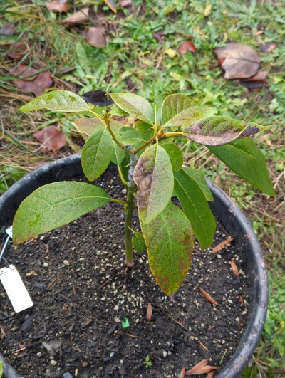 (December 8, 2023) Frost update -- Both the seedling and its Jade graft show slight to moderate leaf damage from two nights of 28°F.