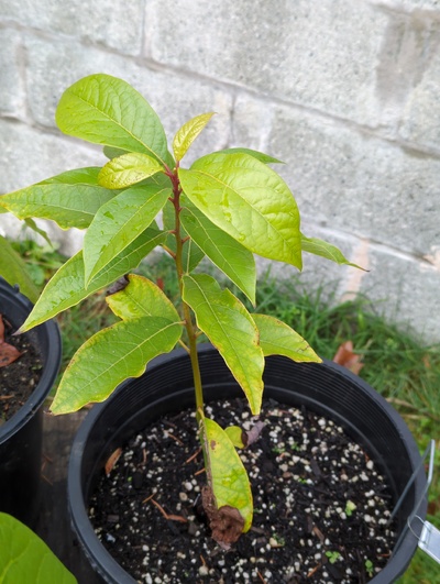 (December 8, 2023) Frost update -- Only faintest hint of cellular damage to most tender leaf, but older leaves are showing signs of root stress from wetness.