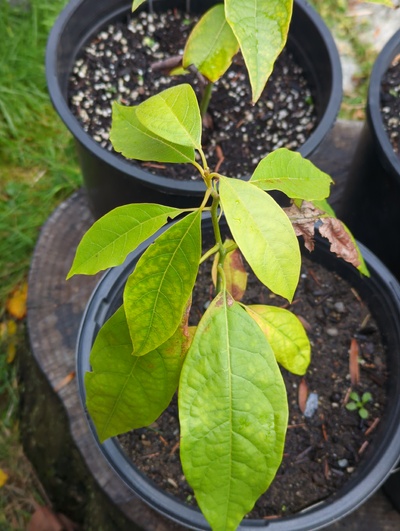 (December 8, 2023) Update -- No sign of frost damage from 28°F, but some chlorosis, likely unhappy with wet roots.