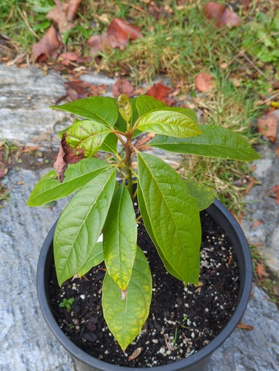 (December 8, 2023) Update -- Minor frost damage from 28°F and moderate chlorosis on old leaves, likely from wet roots.