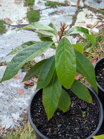 (December 8, 2023) Frost update -- Most tender leaves were completely crisped by 28°F (and removed), but older leaves and leaf buds mostly look fine frost-wise. Some chlorosis and even necrosis on oldest leaves, likely wet roots.