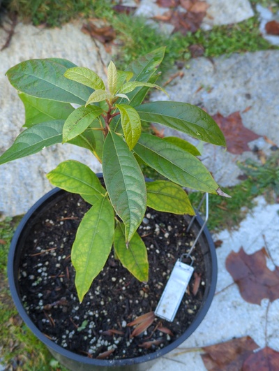 (December 8, 2023) Update -- Only minimal frost damage, but significant leaf chlorosis. I'll be bringing this one in the greenhouse for awhile, just to let it dry out.