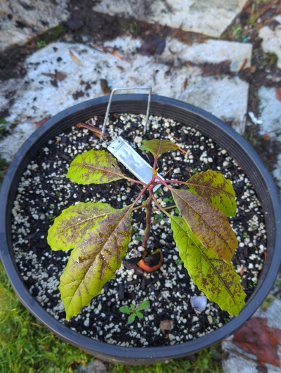 (December 8, 2023) Frost update -- Moderate to serious leaf damage from 28°F, but stems and buds seem fine.