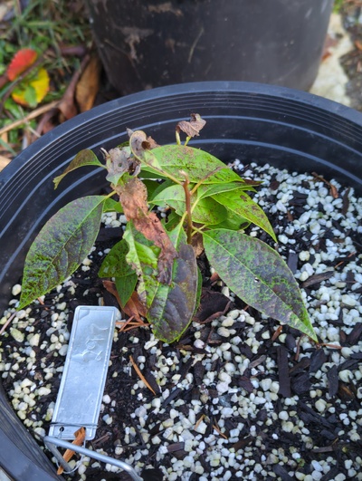 (December 8, 2023) Frost update -- Moderate to serious leaf damage, stems and buds look fine.
