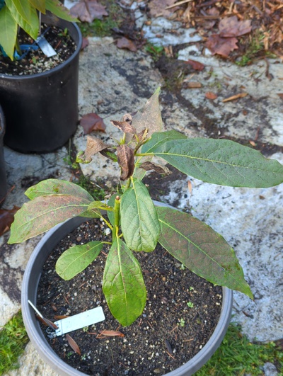 (December 8, 2023) Frost update -- Moderate to serious frost damage to leaves from 28°F, including hardened leaves, but stems and buds seem fine.