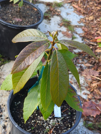 (December 8, 2023) Frost update -- Surprisingly little frost damage from 28°F. Some leaf damage on new and recently hardened leaves, though older ones look fine.