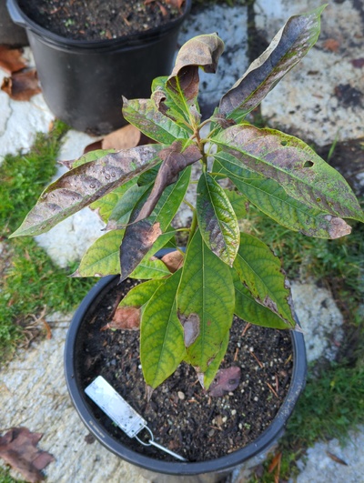 (December 8, 2023) Update -- Moderate to serious frost damage to leaves, and rather severe chlorosis. Root rot, perhaps, or just very sensitive to wet roots.