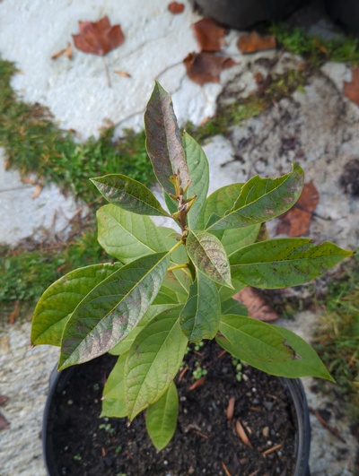 (December 8, 2023) Frost update -- Minor to moderate leaf damage on newest leaves.