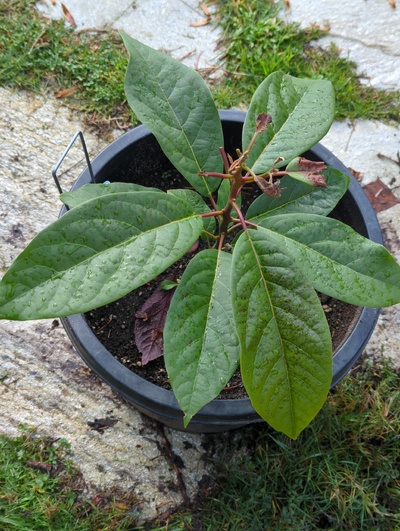 (December 8, 2023) Frost update -- Most of the tender leaves were killed by 28°F, but older leaves show almost no damage.