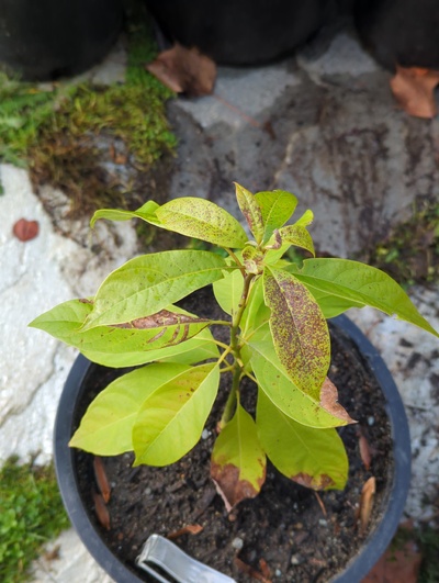 (December 8, 2023) Frost update -- Slight damage to new leaves from 28°F. Very pale leaves overall, might be extra sensitive to cool temperatures. Will feed before spring, just in case it's low N.