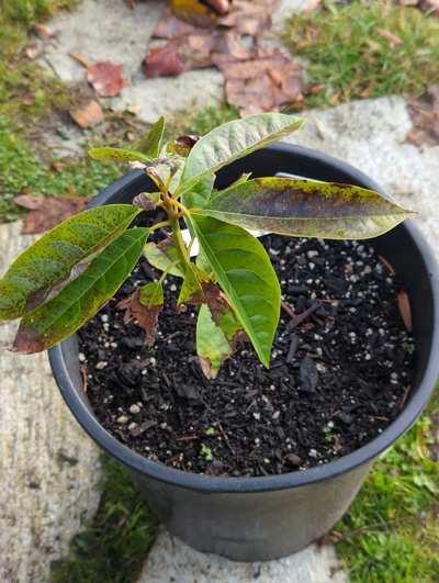 (December 8, 2023) Update -- Has struggled with leaf chlorosis (likely root issues) for awhile, has slight leaf damage from 28°F.