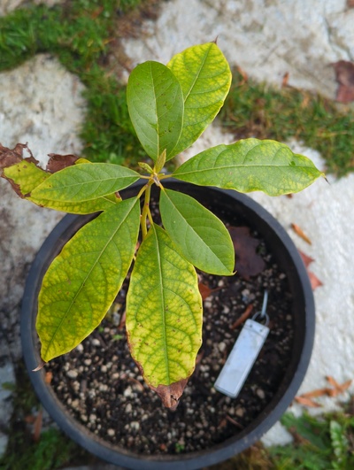 (December 8, 2023) Update -- Bad leaf chlorosis, but almost no frost damage from 28°F.