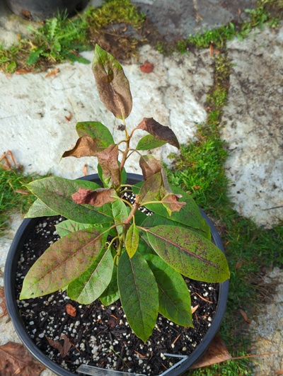 (December 8, 2023) Frost update -- Fairly serious leaf damage from 28°F, but stems and buds seem fine.