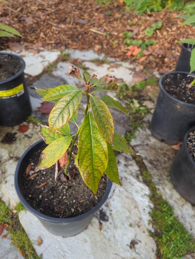 (December 8, 2023) Update -- Mild to moderate leaf damage from 28°F and moderate leaf chlorosis from wet roots.