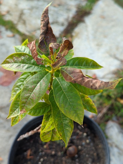 (December 8, 2023) Update -- Moderate damage to new leaves from 28°F, but older leaves mostly look ok. Very small leaves.