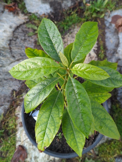 (December 8, 2023) Update -- Zero signs of frost damage from 28°F. Some chlorosis, especially older leaves.
