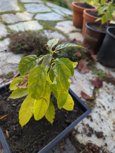 (December 8, 2023) Frost update -- Minimal frost damage. The leaves are a bit pale.