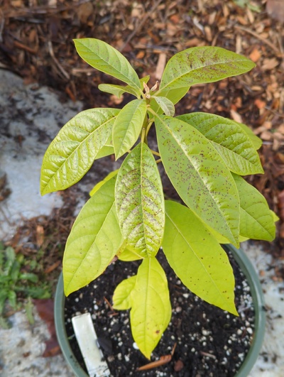(December 8, 2023) Frost update -- Slight damage to leaves, nothing serious.