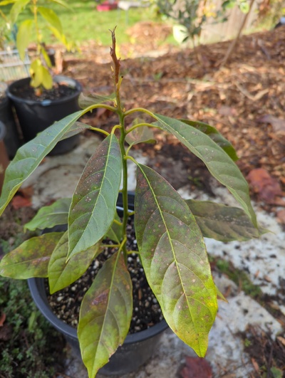 (December 8, 2023) Frost update -- Quite a bit of damage to the leaves from 28°F, and the terminal bud is also dead, but other stems and buds look OK.