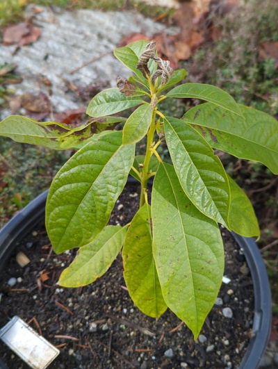 (December 8, 2023) Update -- Youngest leaves were burnt by 28°F, but older leaves look ok other than a bit of chlorosis.