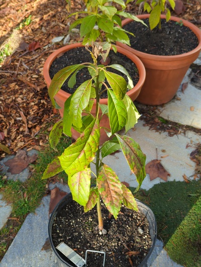 (December 8, 2023) Update -- Moderate leaf damage, including on hardened leaves. Stems and buds look ok.