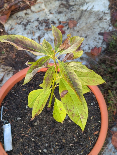 (December 8, 2023) Update -- Moderate leaf damage from 28°F. Stems and buds are fine.