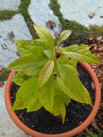 (December 8, 2023) Update -- Only slight leaf damage from 28°F.
