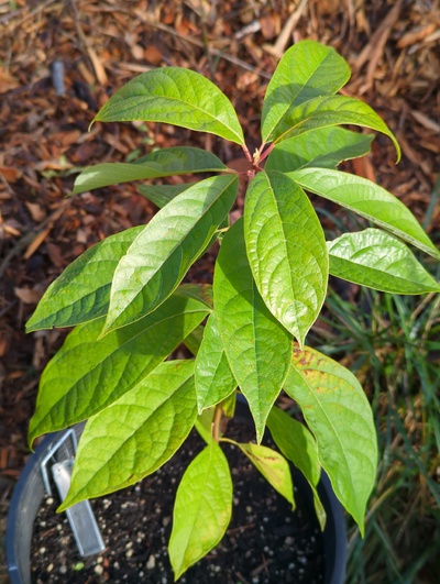 (December 8, 2023) Update -- Was in greenhouse for 28°F, but suffered no damage at 30°F previously.