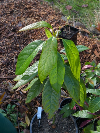 (December 8, 2023) Update -- Was in greenhouse for 28°F, but suffered minor damage at 30°F previously.