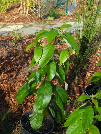(December 8, 2023) Update -- Was in greenhouse for 28°F, but suffered no damage at 30°F previously.
