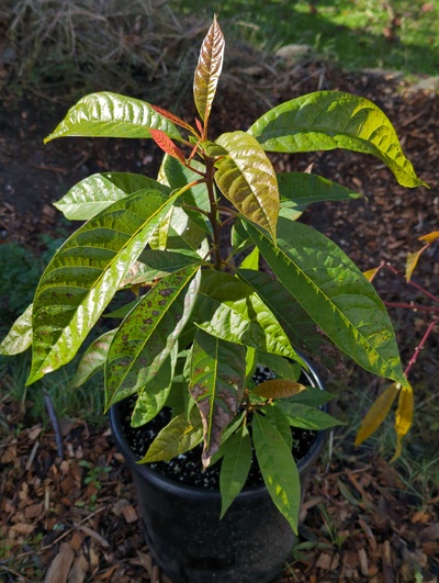 (December 8, 2023) Update -- Oddly showed no damage to new leaves, but slight to moderate damage to older leaves at 30°F. Was taken in greenhouse for two 28°F nights so far 