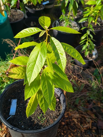 (December 8, 2023) Update -- Was in greenhouse for 28°F, but suffered no damage at 30°F previously.