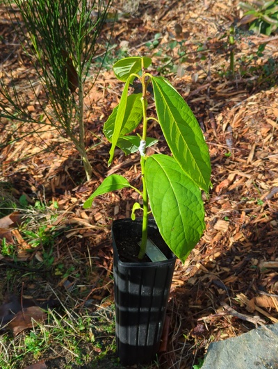 (December 8, 2023) Update -- Has not been cold tested yet because it is still in its first pot. But it's next in line to get potted up.