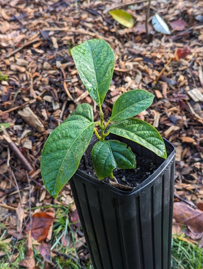 (December 10, 2023) Update -- Still looks healthy. Has been kept in the greenhouse mostly, since the ortet is being tested outside this winter.