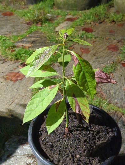 (December 11, 2023) Update -- Some frost damage, but nothing serious, after two nights around 28°F.