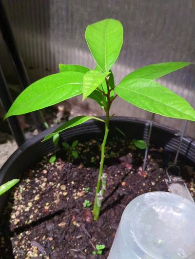 (December 11, 2023) Update -- Has been in the greenhouse all fall because of the new graft.