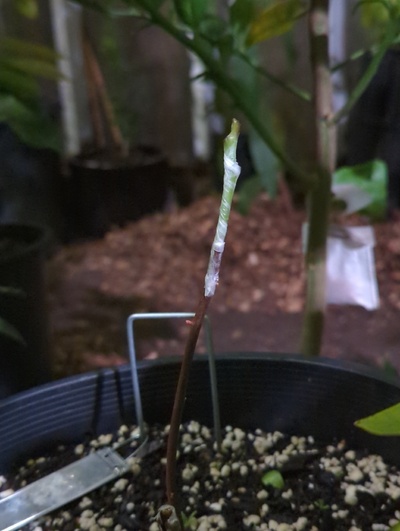 (December 11, 2023) Update -- Has spent the fall in the greenhouse because of the new graft.