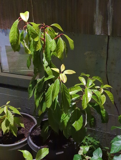 (December 11, 2023) Update -- Has been outside against the west side of my house with only a hint of frost damage so far from the two nights around 28°F. The Del Rio graft shows no damage, but is on the side of the pot closest to the foundation wall of the house.