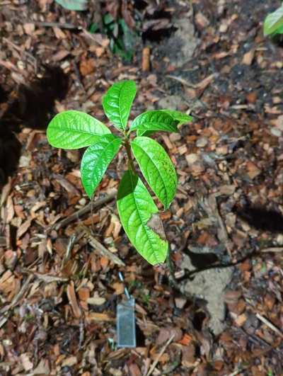 (December 11, 2023) Update -- Has not shown any frost damage yet.