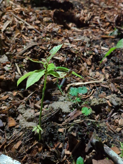 (December 11, 2023) Update -- Some frost damage, nothing severe, but plant looks very weak and sad.