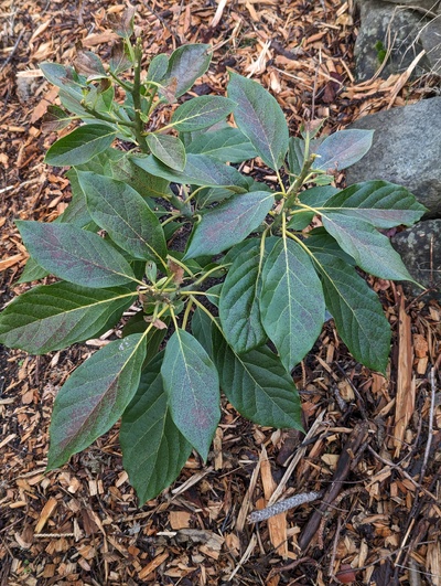 (December 15, 2023) Frost update -- More frost tender than the nearby Northrop tree, but similar in hardiness to the nearby Jade tree. The damage shown here is cumulative after half a dozen freezes with two nights near 28°F.