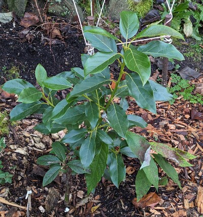 (December 15, 2023) Frost update -- Minimal damage so far from a winter low of 28°F.