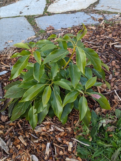 (December 15, 2023) Frost update -- Minimal damage so far from winter low of 28°F.